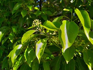 Fotografia da espécie Cinnamomum camphora