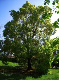 Fotografia da espécie Cinnamomum camphora