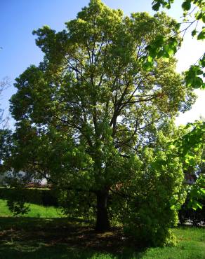 Fotografia 3 da espécie Cinnamomum camphora no Jardim Botânico UTAD