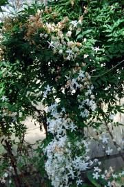 Fotografia da espécie Jasminum officinale