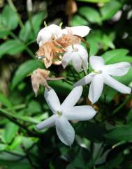 Jasminum officinale