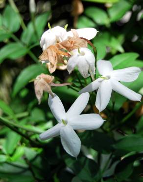 Fotografia 1 da espécie Jasminum officinale no Jardim Botânico UTAD