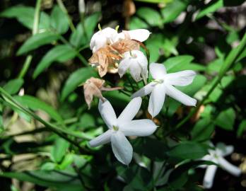 Fotografia da espécie Jasminum officinale