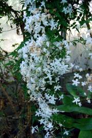 Fotografia da espécie Jasminum officinale