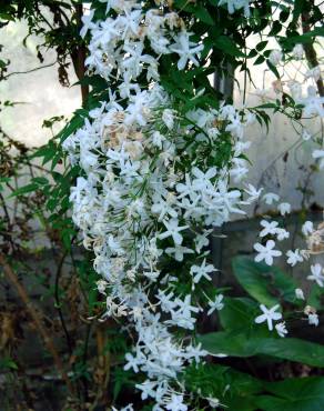 Fotografia 3 da espécie Jasminum officinale no Jardim Botânico UTAD