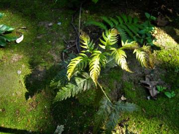 Fotografia da espécie Woodwardia radicans