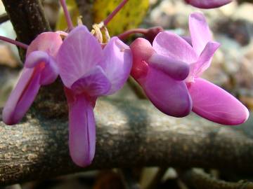 Fotografia da espécie Cercis siliquastrum