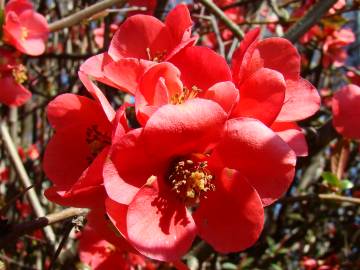 Fotografia da espécie Chaenomeles japonica