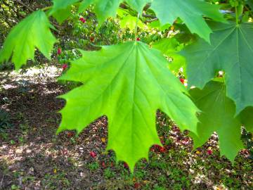 Fotografia da espécie Acer platanoides