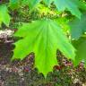 Fotografia 2 da espécie Acer platanoides do Jardim Botânico UTAD