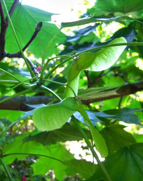 Fotografia 3 da espécie Acer platanoides no Jardim Botânico UTAD
