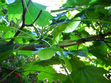 Fotografia da espécie Acer platanoides