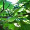 Fotografia 3 da espécie Acer platanoides do Jardim Botânico UTAD