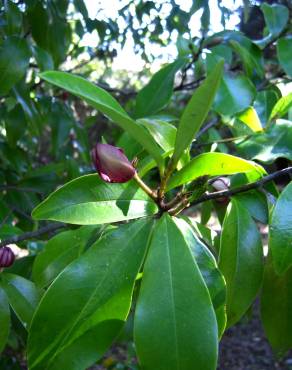 Fotografia 3 da espécie Michelia figo no Jardim Botânico UTAD