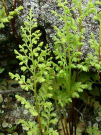 Fotografia da espécie Anogramma leptophylla