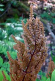 Fotografia da espécie Osmunda regalis