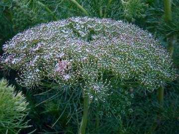 Fotografia da espécie Ammi visnaga