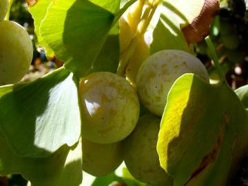 Fotografia da espécie Ginkgo biloba