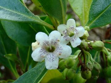 Fotografia da espécie Myoporum laetum