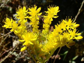 Fotografia da espécie Sedum forsterianum