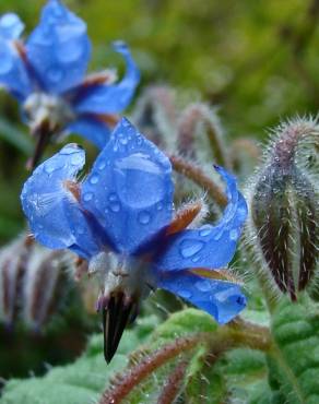 Fotografia 1 da espécie Borago officinalis no Jardim Botânico UTAD