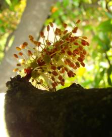 Fotografia da espécie Ceratonia siliqua