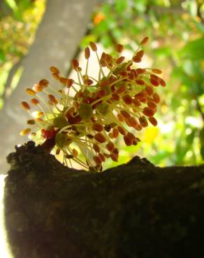 Fotografia 1 da espécie Ceratonia siliqua no Jardim Botânico UTAD