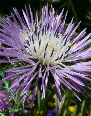 Fotografia 3 da espécie Galactites tomentosa no Jardim Botânico UTAD