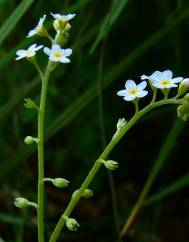 Myosotis debilis