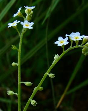 Fotografia 1 da espécie Myosotis debilis no Jardim Botânico UTAD