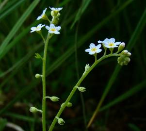 Fotografia da espécie Myosotis debilis