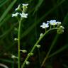 Fotografia 1 da espécie Myosotis debilis do Jardim Botânico UTAD