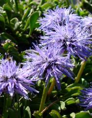 Jasione laevis subesp. leavis