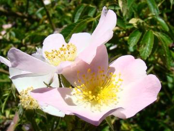 Fotografia da espécie Rosa blondaeana