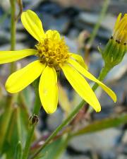 Fotografia da espécie Senecio pyrenaicus