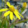 Fotografia 1 da espécie Senecio pyrenaicus subesp. caespitosus do Jardim Botânico UTAD