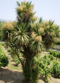 Fotografia da espécie Cordyline australis