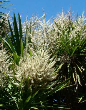 Fotografia 3 da espécie Cordyline australis no Jardim Botânico UTAD