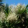 Fotografia 3 da espécie Cordyline australis do Jardim Botânico UTAD