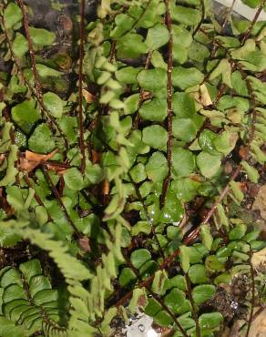 Fotografia 3 da espécie Asplenium trichomanes subesp. quadrivalens no Jardim Botânico UTAD