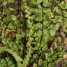 Fotografia 3 da espécie Asplenium trichomanes subesp. quadrivalens do Jardim Botânico UTAD