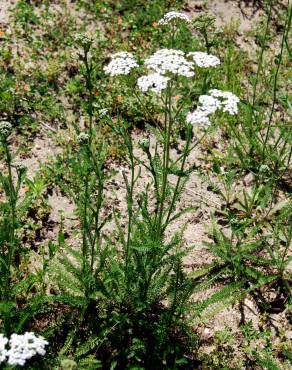 Fotografia 3 da espécie Achillea millefolium subesp. millefolium no Jardim Botânico UTAD