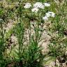 Fotografia 3 da espécie Achillea millefolium subesp. millefolium do Jardim Botânico UTAD