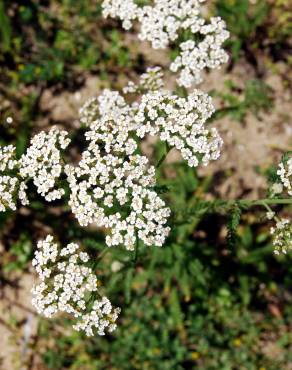 Fotografia 4 da espécie Achillea millefolium subesp. millefolium no Jardim Botânico UTAD