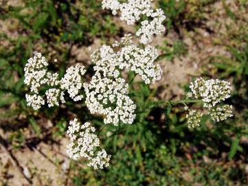 Fotografia da espécie Achillea millefolium subesp. millefolium