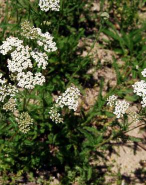 Fotografia 6 da espécie Achillea millefolium subesp. millefolium no Jardim Botânico UTAD