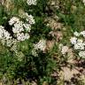 Fotografia 6 da espécie Achillea millefolium subesp. millefolium do Jardim Botânico UTAD