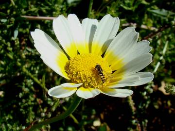 Fotografia da espécie Glebionis coronaria