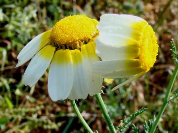 Fotografia da espécie Glebionis coronaria