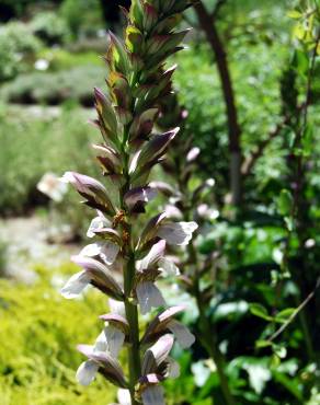 Fotografia 7 da espécie Acanthus mollis no Jardim Botânico UTAD